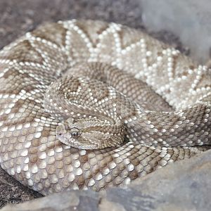 Tropical Rattlesnake/ Crotalus durissus terrificus