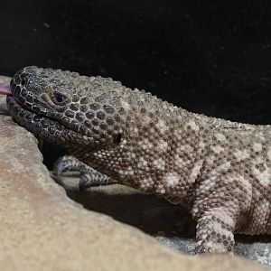 Mexican Beaded Lizard/ Heloderma horridum