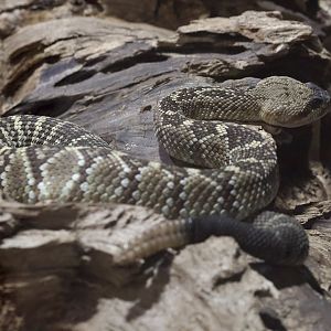 Black-Tailed Rattlesnake/ Crotalus molossus