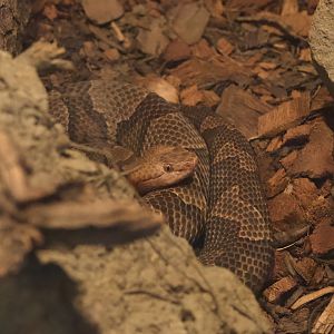 Eastern Copperhead/ Agkistrodon contortrix