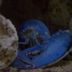 American Lobster (Blue)/ Homarus americanus