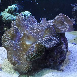 Southern Giant Clam/ Tridacna derasa