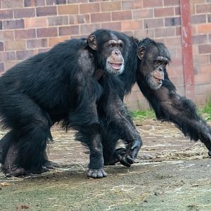 Chimpanzees Eric (front) and Carlos (back)