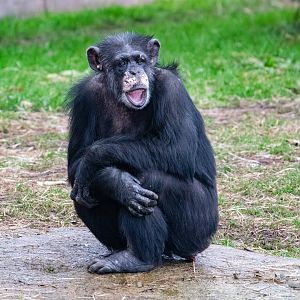 Chimpanzee - Rosie