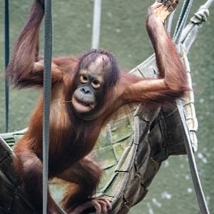 Bornean Orangutan - Tombol