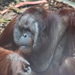 Bornean Orangutan - Willie