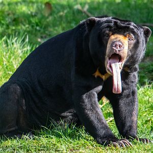 Sun Bear - Milli