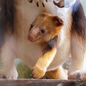 Tree Kangaroo Joey