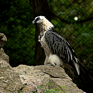 Lammergeier - Berlin Tierpark 2022
