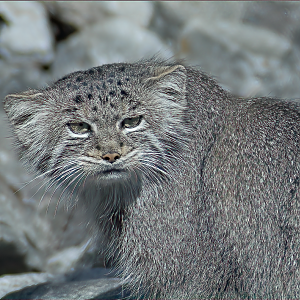Manul - Berlin Tierpark 2022