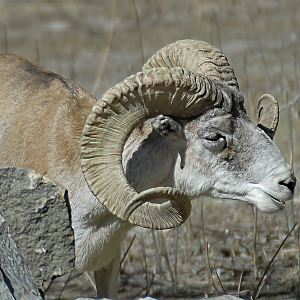 Marco Polo Sheep - Berlin Tierpark 2022