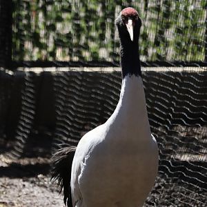 Black-necked crane