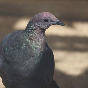 Red-Headed Wood Pigeon