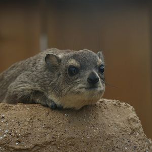 Yellow-spotted rock hyrax