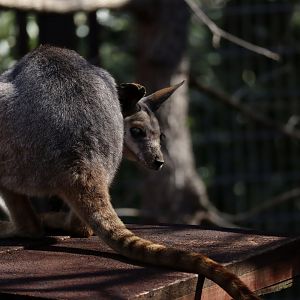 Queensland yellow-footed rock-wallaby