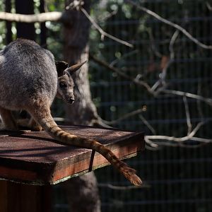 Queensland yellow-footed rock-wallaby
