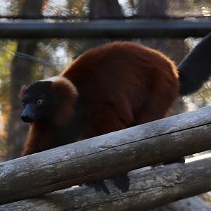 Red ruffed lemur