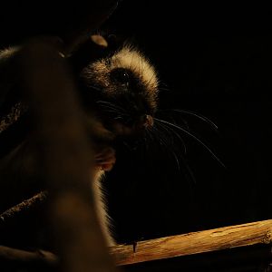 Northern Luzon Giant Cloud Rat