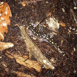Spotted Salamander
