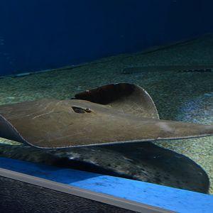 Sharpnose stingray (Telatrygon acutirostra)