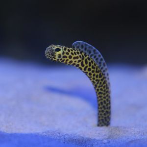 Taylor's garden eel (Heteroconger taylori)