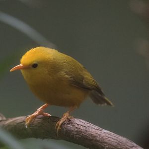 Golden White-Eye/ Cleptornis marchei