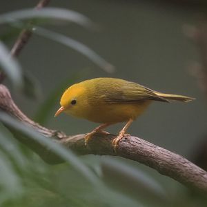 Golden White-Eye/ Cleptornis marchei