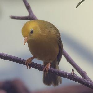 Golden White-Eye/ Cleptornis marchei