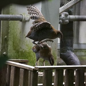 Guam Rail/ Hypotaenidia owstoni