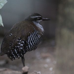 Guam Rail/ Hypotaenidia owstoni