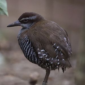 Guam Rail/ Hypotaenidia owstoni