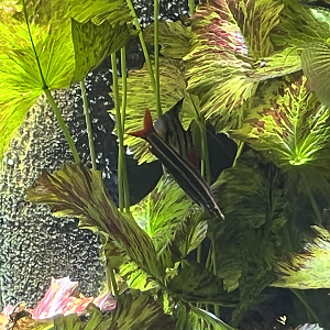 Pencilfish ID?