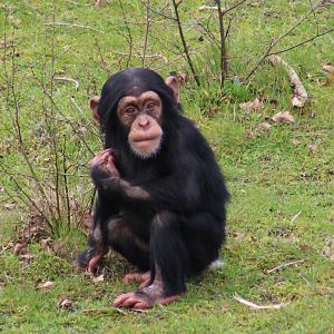 Chimpanzee - juvenile