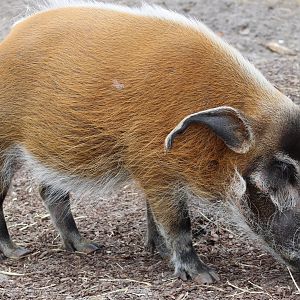 Red river hog