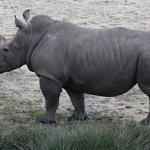 Southern white rhino