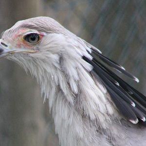 Secretary bird