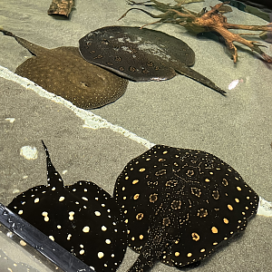 Stingray ID?