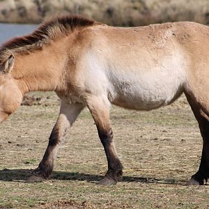 Przewalski's horse