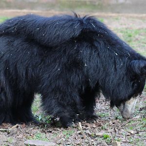 Indian sloth bear