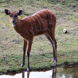Sitatunga