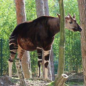 Okapi