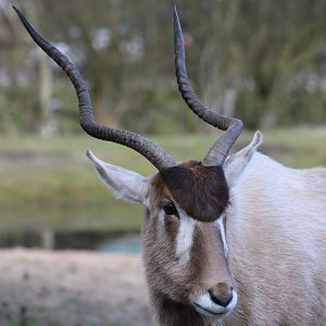 Addax
