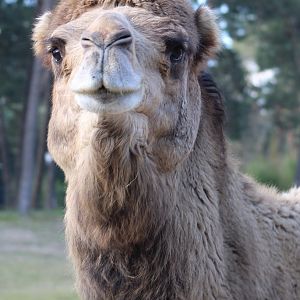 Dromedary