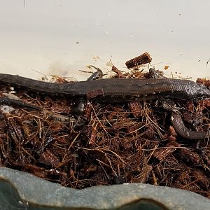 Cophoscincopus simulans