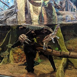 Caiman Lizard and Mata-mata Turtles