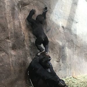 2022 - Gorillas - Naughty Kitoko!