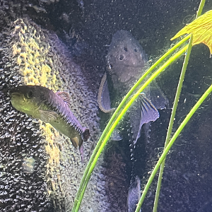 Pleco ID?