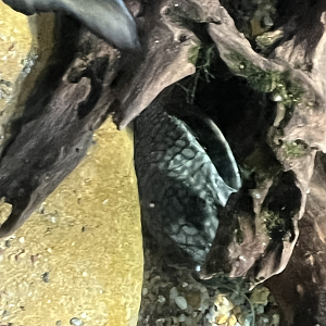 Pleco ID?