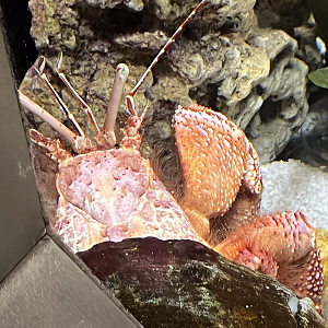 Hermit crab ID?