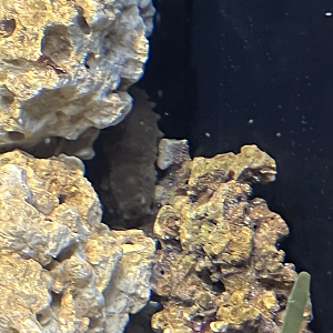 Sea cucumber ID